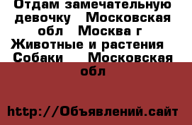 Отдам замечательную девочку - Московская обл., Москва г. Животные и растения » Собаки   . Московская обл.